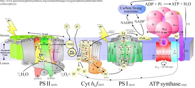 Figure 1.1 Cartoon model of the functional organization of photosynthetic thylakoid membranes  in oxygenic organisms ( Copyright © Jon Nield, Queen Mary, University of London, UK)