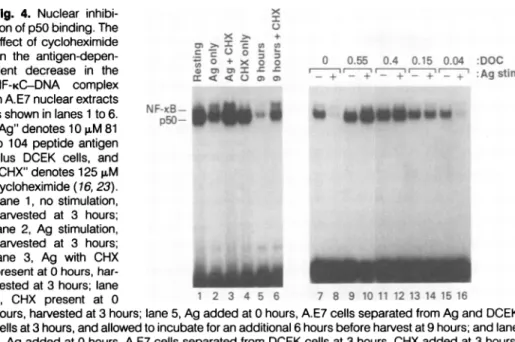 Fig. 3. Repression of IL-2 promoter activity by Acetylatlon (%)
