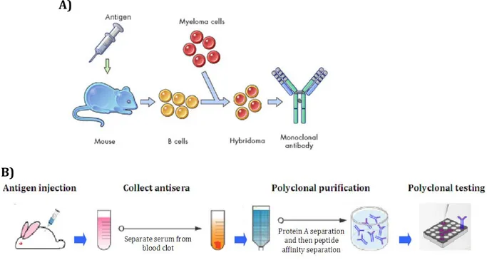Figure 3. In vivo antibody production technology. A) The “hybridoma method” involves the use 
