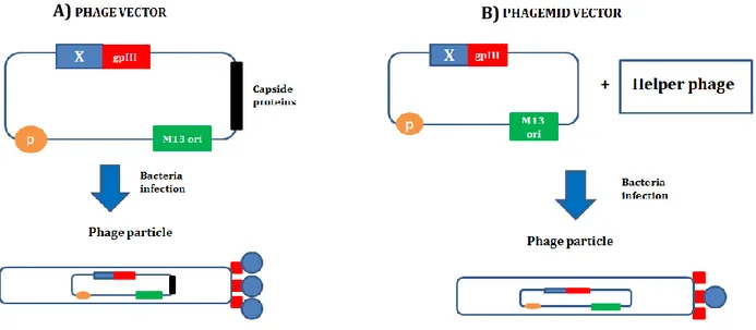 Figure  5.  Phage  display  vectors.  Phage  display  technology  can  be  carry  out  with  two  different 