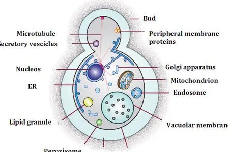 Figure  7.  Yeast  cell.  Structure  of  a  yeats  cell.  In  the  citosol  are  present:  nucleos,  endoplasmic 