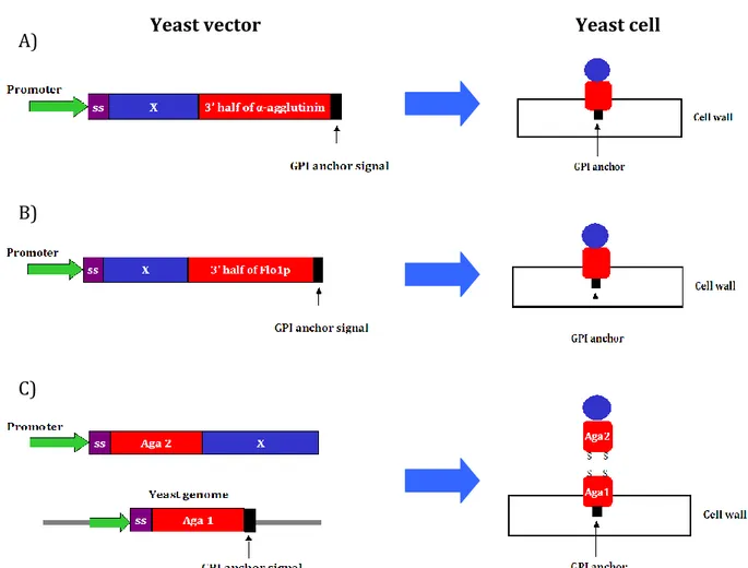 Figure 8. Yeast display vectors. Different proteins are used for yeast display selection