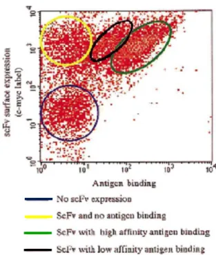 Figure  9.  Yeast  displaying  scFv  selection  with  flow-cytometry  cell  sorting  [37]