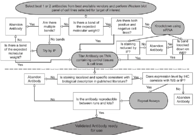 Figure 12. The Rimm’s algorithm. The part upper the dot line concern the antibody validation cell 