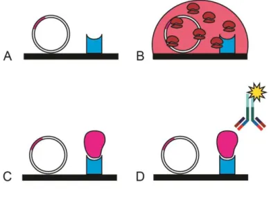 Figure  17.  In  situ  protein  microarray  technology.  Schematic  resume  of  the  main  steps  to 