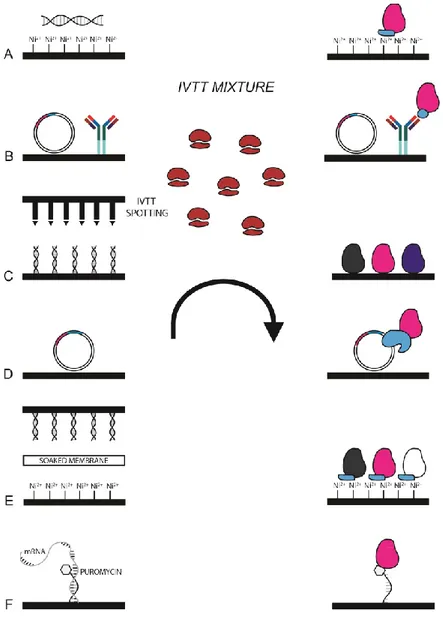 Figure 18. Schematic representation of all in situ protein microarrays. A) PISA: protein in situ 
