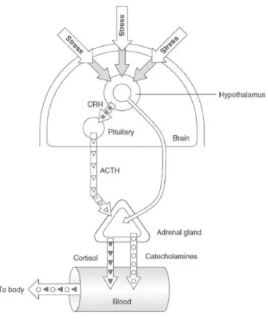 Figure 3 - Hypothalamic–pituitary–adrenal axis 