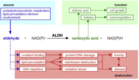 Figure 3. Schematic  representation  of  ALDHs  catalytic  activity  and  their  role  in  cell  detoxification  and  metabolism, from Vasiliou et al
