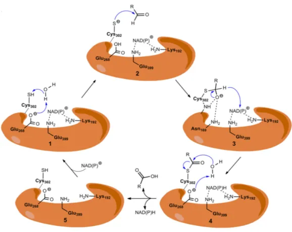 Figure 5. Description of ALDH catalytic mechanism by Koppaka et al. [6]  1: The enzyme binds the NAD(P)  cofactor and E268 activate the water molecule responsible of the thiol deprotonation