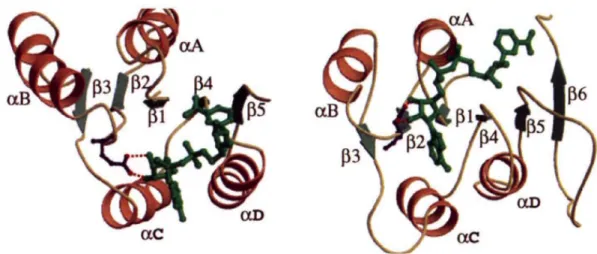 Figure 6. Comparison of NAD binding mode between ALDH3 and alcool dehydrogenase (ADH)
