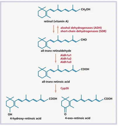 Figure  7. Overview  of  metabolism  and  catabolism  of  retinoids  with  main  enzymes  involved  in  synthesis  of  retinoic acid and its inactivation [44] 