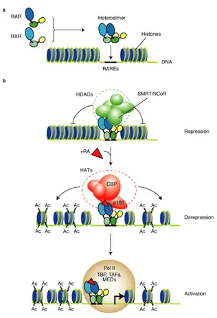 Figure  8.  a)  RXR-RAR  heterodimers  transcription  factors  bind  to  Retinoic  Acid  Response  Element  target 