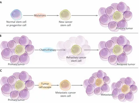 Figure  9.  Three  scenarios  describing  the  origin  of  Cancer  Stem  Cells  (CSCs)  and  their  involvement  in 
