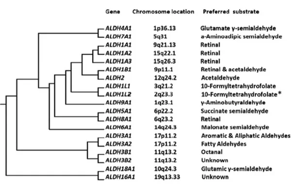 Figure 1. Evolutionary tree for human aldehyde dehydrogenases with indication of chromosomal location and  preferred substrate from Koppaka et al