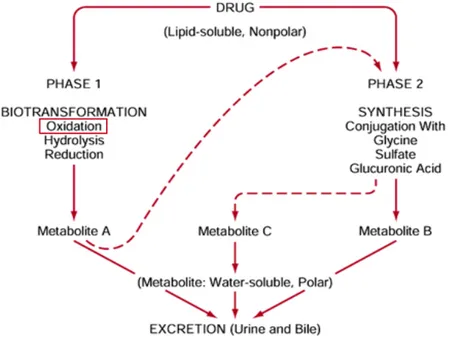 Figure 2. Schematic representation of the xenobiotic metabolism of drugs in humans. 