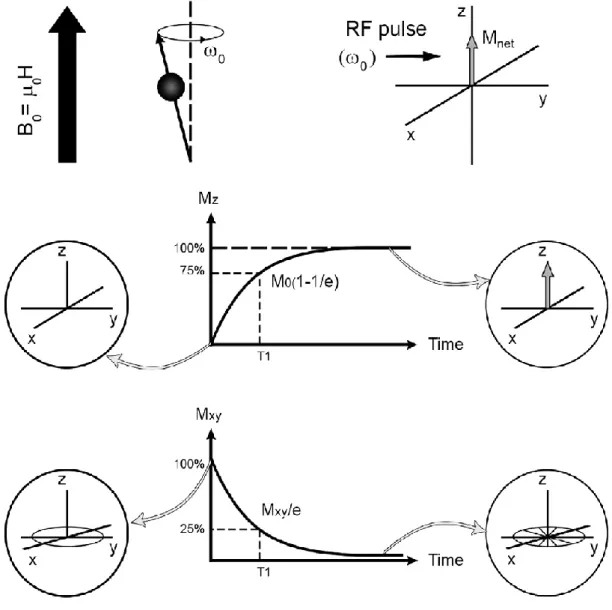 Fig. 3: Effetto dell’impulso della radiofrequenza sulla magnetizzazione 