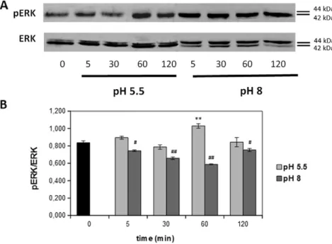 Fig. 2. Formaldehyde (FA) induced ERK phosphorylation in HaCaT cells. A) representative western blot images obtained by stimulating the cells with 10 μM FA for different times