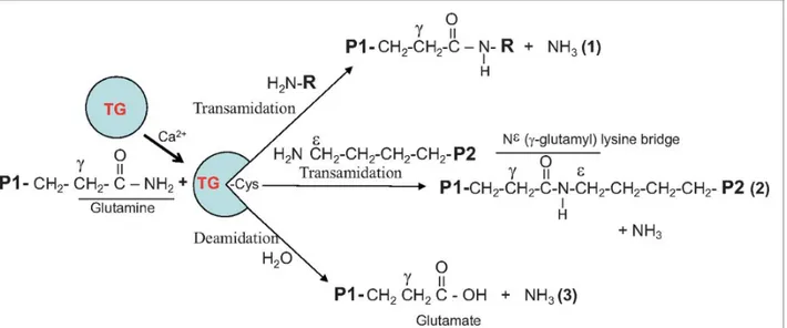Figure  1.3.  Enzymatically  active  TG2  catalyzes  Ca 2+ -dependent  acyl-transfer  reaction  between  γ-