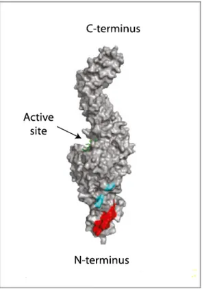 Figure  1.15.  Regions  targeted  by  TG2-specific  autoantibodies.  Surface  representation  of  the  open  TG2 