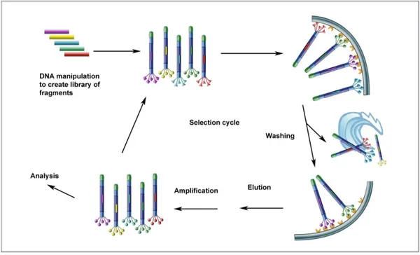 Figure 1.18. Phage   display   selection   cycle.   The isolation of a specific phage for it’s binding to a ligand 