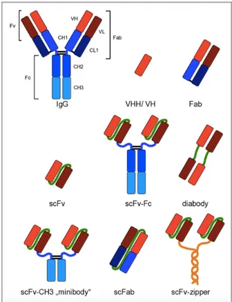 Figure 1.19. Recombinant antibody formats for different applications compared to IgG. Red and dark red: 