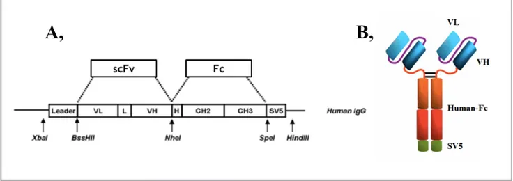 Figure 2.1. Schematic representation of the cloning vector (A) modified from[393] and expressed scFv-Fc 