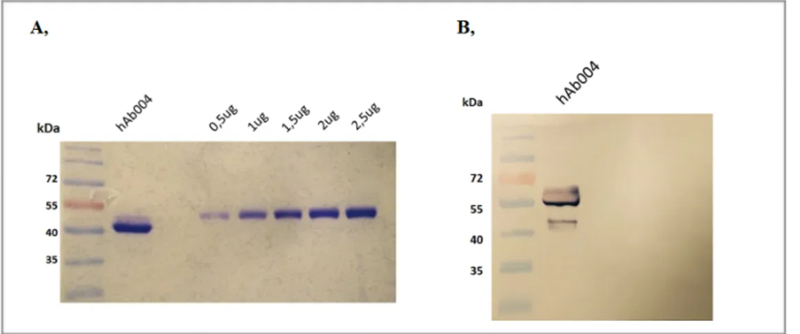 Figure  2.3.  Comassie  staining  (A),  and  Western  blot  (B)  image  of  purified  hAb004  antibody  in  scFv-Fc 