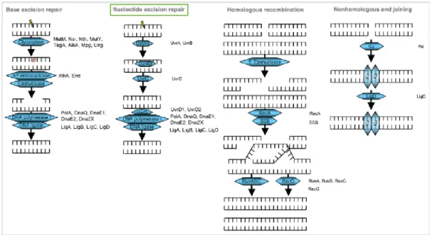 Figure 11: All multi-step repair pathway in MTB [adapted from 42]. The nucleotide Excision 