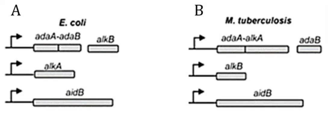 Figure 14: Comparison of Ada operon in E.coli and MTB [adapted from 40] 