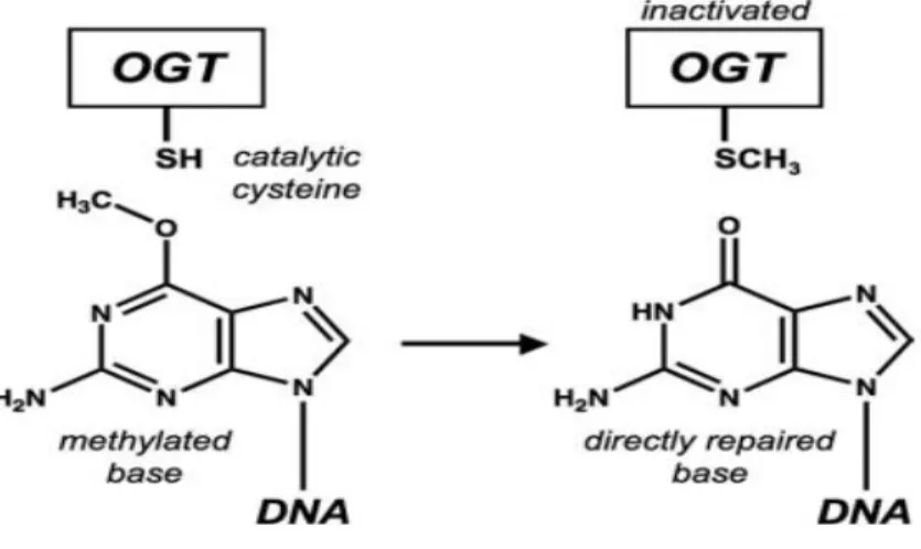 Figure 15: Alkyltransfer reaction from O 6 -methylguanine to OGT active site cysteine residue  [58] 