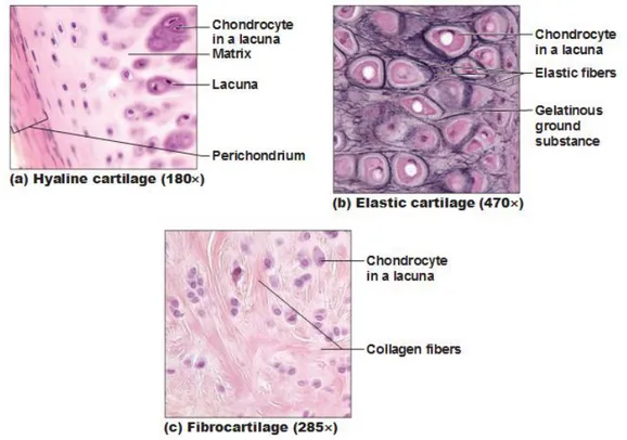 Figure 4: Types of Cartilage. (a) Hyaline cartilage provides support with some flexibility
