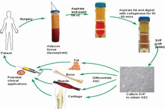 Figure 5: Summary of cycle of human adipose-derived stem cell (ASC) isolation and differentiation for clinical  usage