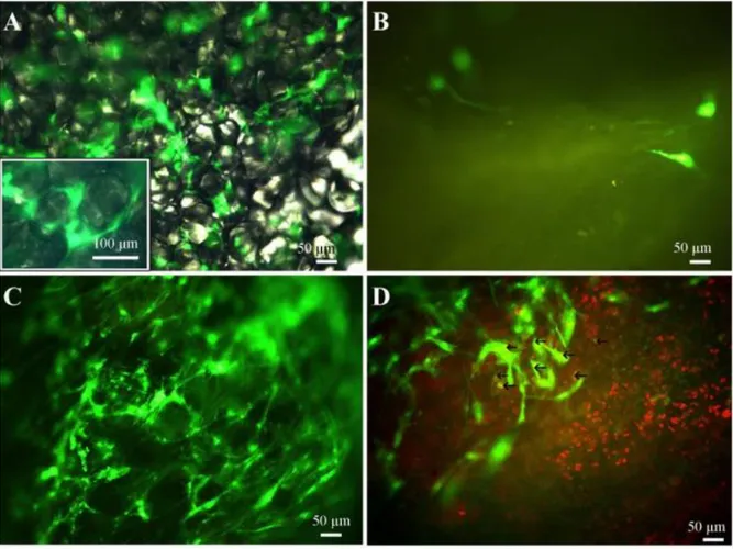 Figure 11: Lentiviral GFP transduction of the clusters is shown in Figure 11A. No GFP-positive  cells  growing   out  from  GFP-transduced  clusters  are  visible  upon  a  healthy cartilage  fragment  (Figure  11B):  a  mechanically-damaged    cartilage  