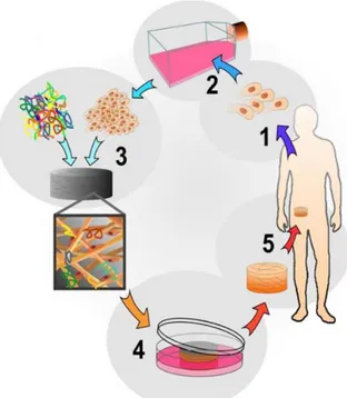 Figure  1:  The  tissue  engineering  cycle,  using  autologous  cells.  1-A  small  number  of  cells  are removed  