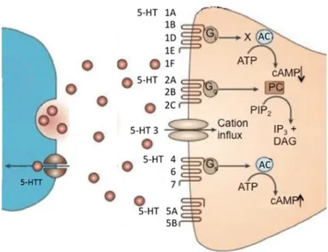 Figure 3. Schematic representation of 5-HT receptors and transpoters: 5-HT, released from 