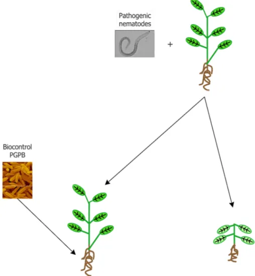 Figure 1. Schematic representation of the use of biocontrol plant growth-promoting bacteria (PGPB) 