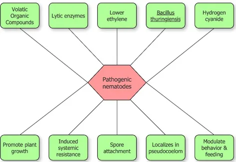 Figure 2. Schematic overview of bacterial inhibition of pathogenic nematodes. 