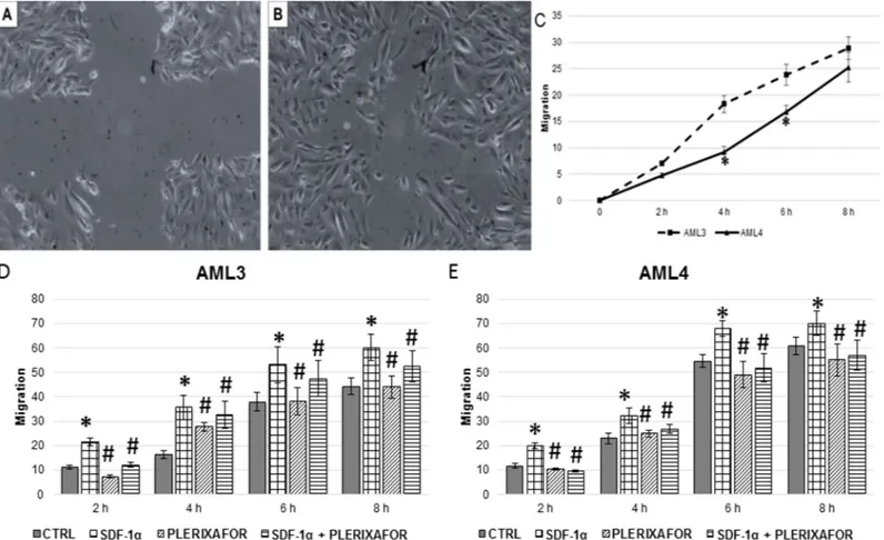 Fig 5. Analyses of primary AML cells migration by in vitro wound healing assay. Wounded area in a representative experiment of in vitro wound healing assay is