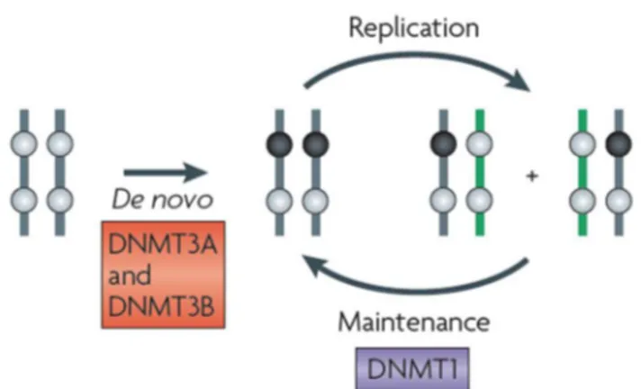 Figure  2.  De  novo  and  maintenance  DNA  methylation  schema.  De  novo  DNA  methyltransferases  (DNMTs) DNMT3A and DNMT3B establish DNA methylation in germ line and developing embryos,  (the black circles represent methylated CpG dinucleotides and th