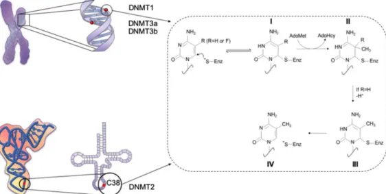 Figure  3.  Schematic  representation  of  the  methylation  reaction  catalyzed  by  the  DNA  methyltransferases (DNMTs) (adapted from [14])