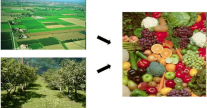 FIGURE 3  Examples of food production chains.