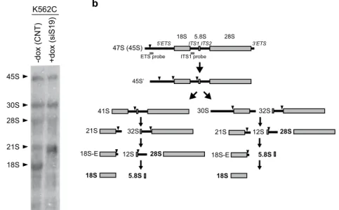 Figure 1.  rRNA maturation during RPS19 depletion. (a) Total RNA was extracted from K562C cells,  untreated (−dox) or incubated with doxycycline for 4 days to induce an siRNA against the S19 mRNA (+dox)  and analyzed by Northern blot with a probe for the I