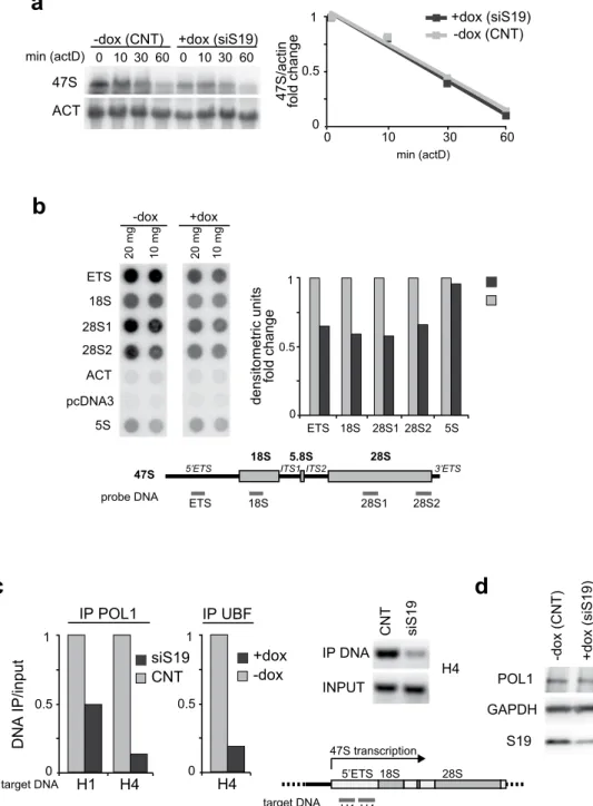 Figure 3.  Analysis of rRNA stability and synthesis. (a) Control (−dox) or RPS19-depleted (+dox) K562C  cells were treated with actinomycin D (20 ng/ml) for different times (0, 10′, 30′ and 60′) and total RNA was  analyzed by Northern blot with probes spec