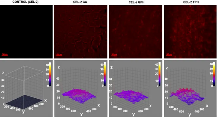Figure 1 Fluorescence images of CEL-2, CEL-2 GA, CEL-2 GPH and CEL-2 TPH. Coated specimens showed a marked ﬂuorescent signal due to the biomolecules presence (lower panel, stained in red)