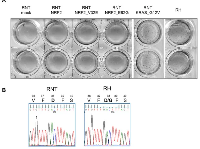 Figure 10: NRF2 transduction is not sufficient to transform RNT cells.  A. RNT cells were transduced with the indicated constructs  (mock vector, wild type NRF2, NRF2 constructs bearing activating mutations, activated KRAS)