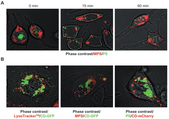 Figure  6  MPS  and  PS  NPs  localize  to  distinct  intracellular  compartments.  (A)  RBL  cells  (30,000/cm 2 )  adherent  on  cover-slips  were  co-incubated  for  5  minutes  with  30  µg  of  MPS  and  75  µg  of  PS  NPs,  then  cells  were  washed