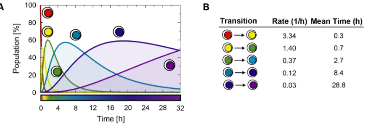 Figure 5. The single-cell transition rates in the ZR-75.1 system. Results of the six-state model for time course data in hormone-starved ZR- ZR-75.1 cells responding to estrogen stimulation are shown for comparison with the MCF-7 system of Fig