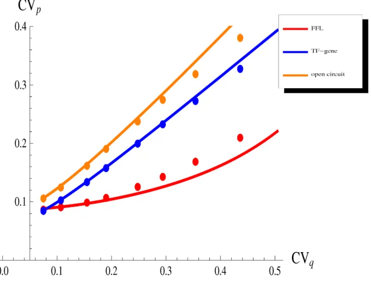 Figure 5. The effect of fluctuations in an upstream TF. We maintain constant the number of TFs vqw, while we vary its relative fluctuations CV q , tuning the relative contribution of transcription (rate k w ) and translation (rate k q )