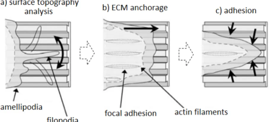 Figure 5. Contact guidance machinery. Lamellipodia extrusions are temporarily exposed following filopodia sensors information (a) prior to the surface anchorage by focal adhesions (b) and full adhesion by cytoskeleton rearrangement (c)