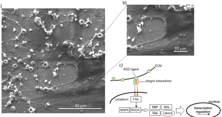 Figure 6. Biomechanical guidance. Keratin nanogrooves and nanofibers were used to drive cells adhesion and spread exploiting their biomechanical guidance towards cytoskeleton (a,b)
